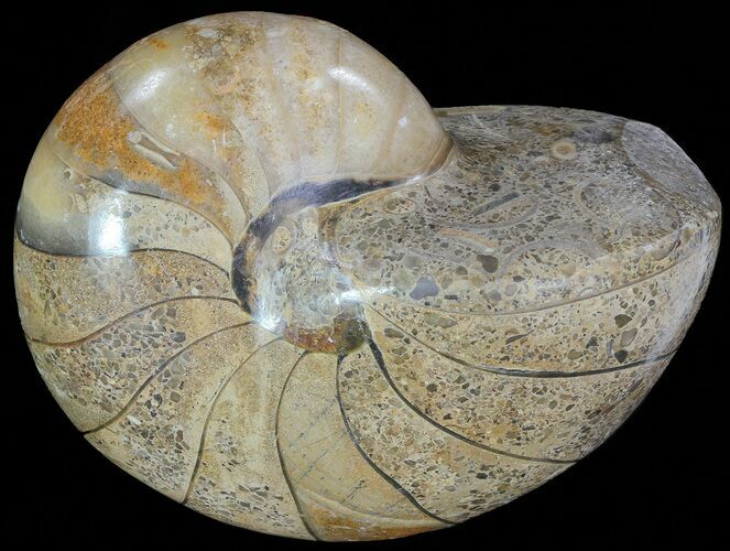 Polished Nautilus Fossil - Madagascar #67905